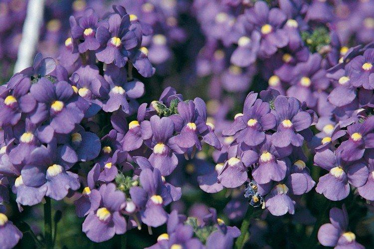 Nemesia - foto