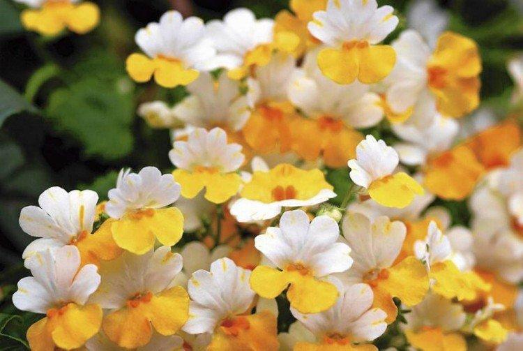 Nemesia - foto
