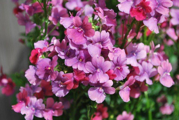Nemesia - foto