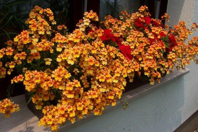 Nemesia - foto