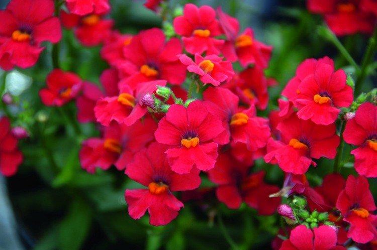 Nemesia - foto