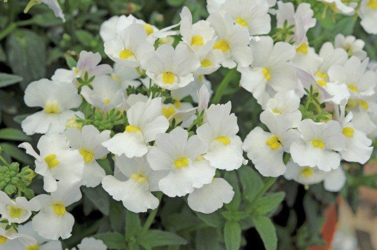 Nemesia - foto