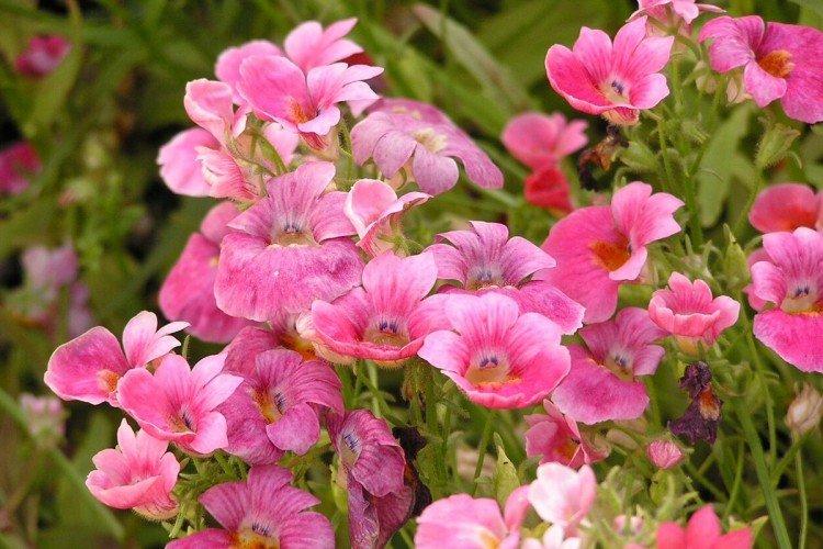 Nemesia - foto