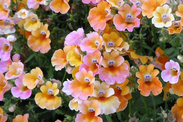 Nemesia - foto