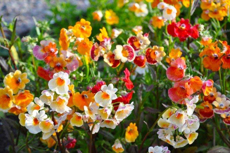 Nemesia - foto