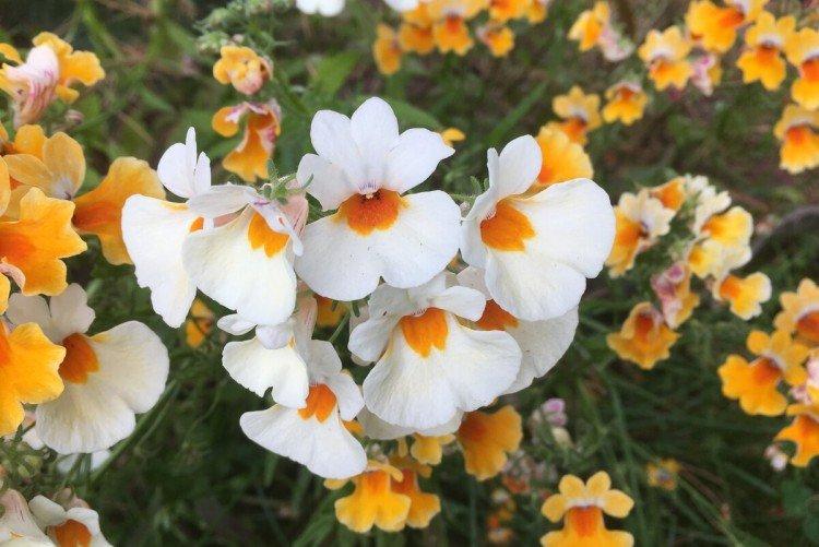 Nemesia - foto