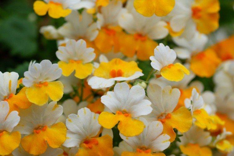 Nemesia - foto