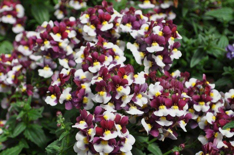 Nemesia - foto