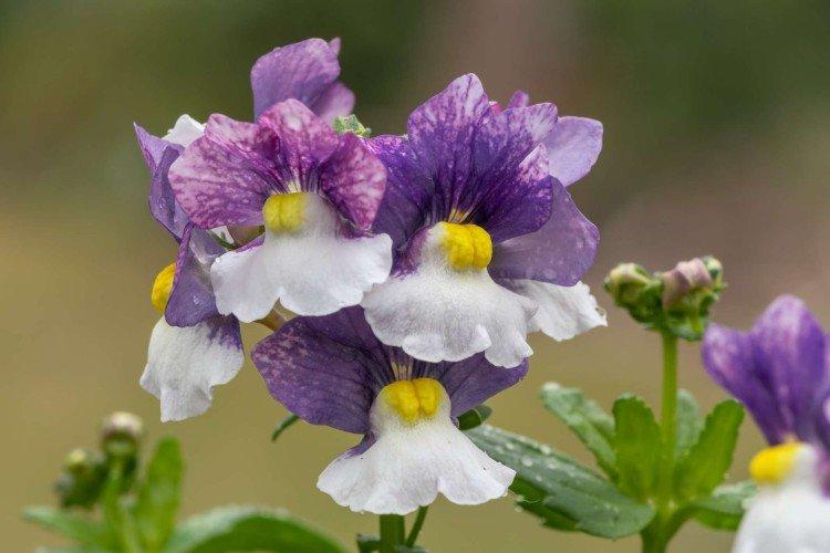 Nemesia - foto