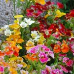1747322201_nemesia-50-fotografii-druh-vysadba-a-spravna-pece.jpg