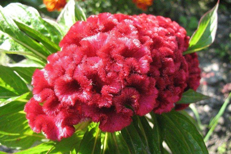 Celosia - foto