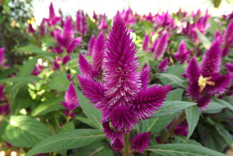 Celosia - foto