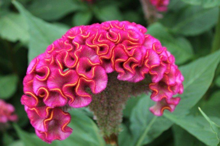 Celosia - foto