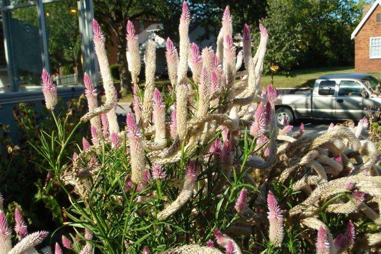 Celosia - foto