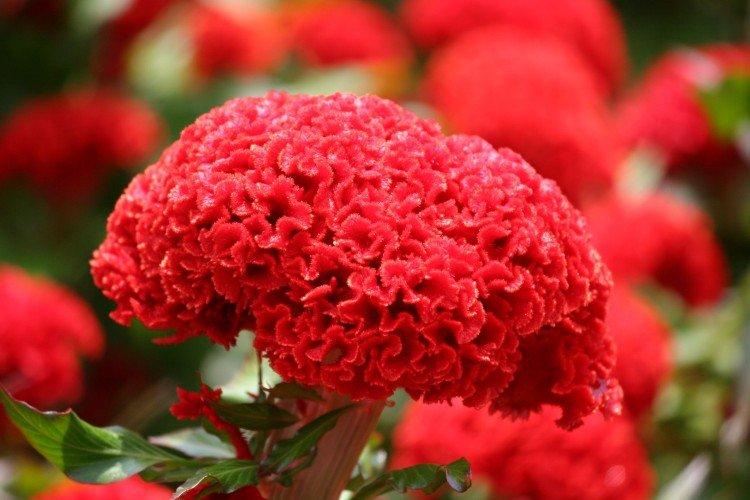 Celosia - foto