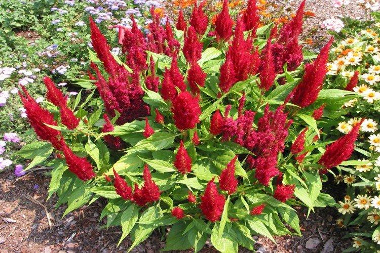 Celosia - foto