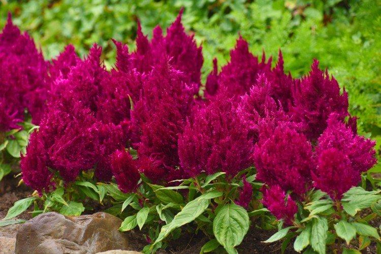 Celosia - foto