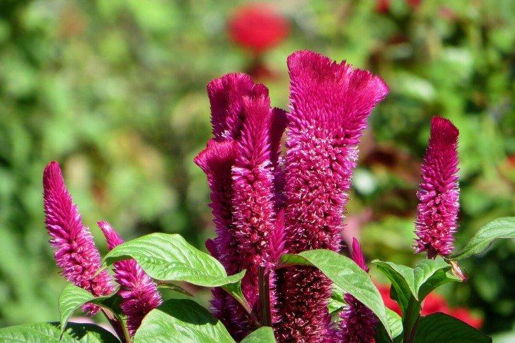Celosia - foto