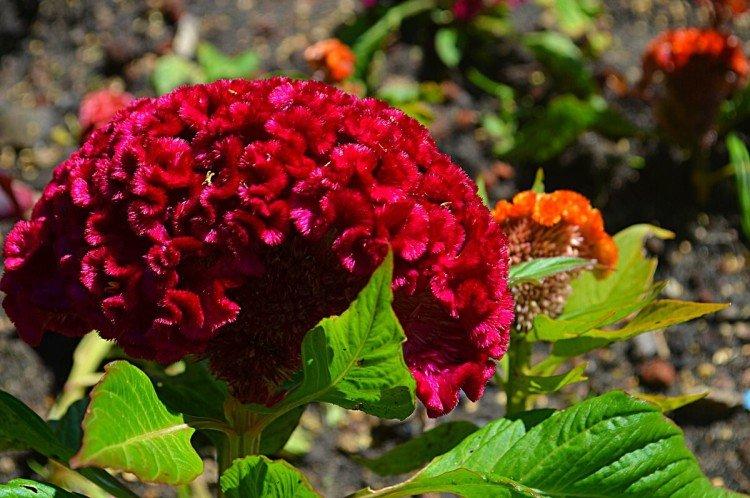 Celosia - foto