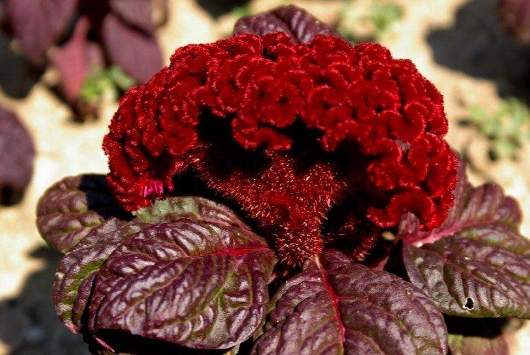 Celosia - foto
