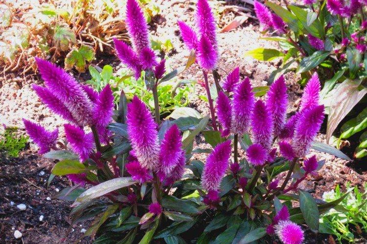 Celosia - foto