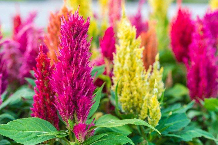 Celosia - foto