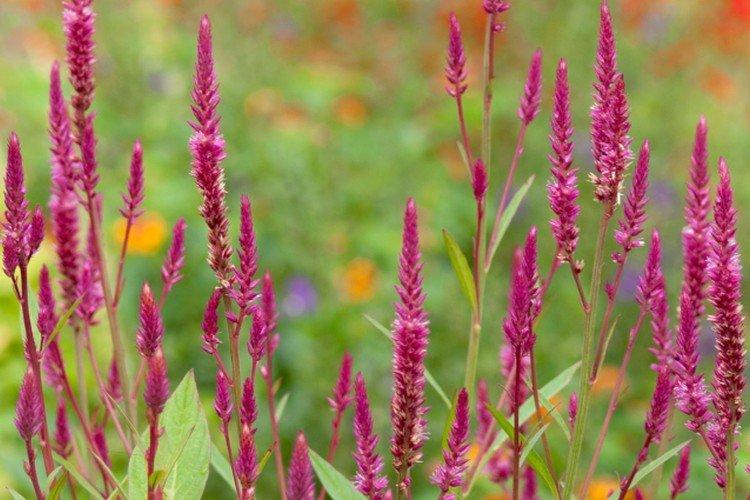 Celosia - foto