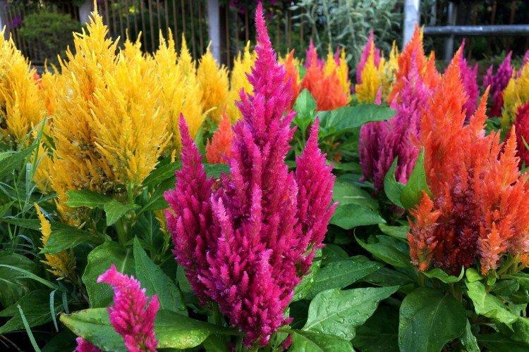 Celosia - foto