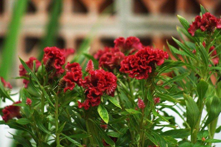Celosia - foto