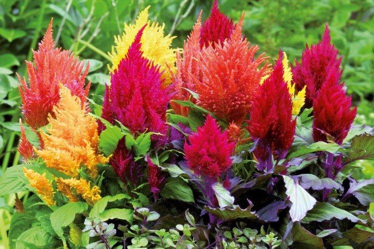 Celosia - foto