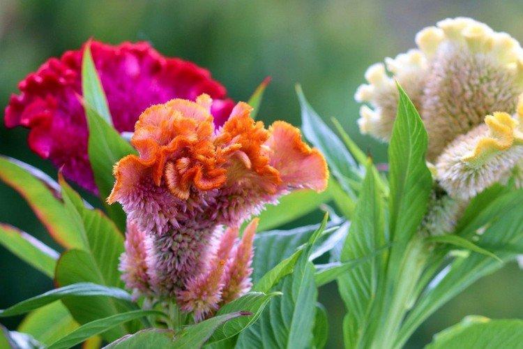Celosia - foto
