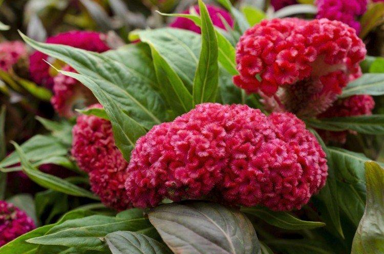 Celosia - foto