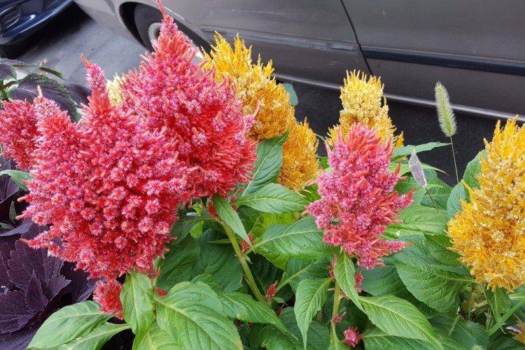 Celosia - foto