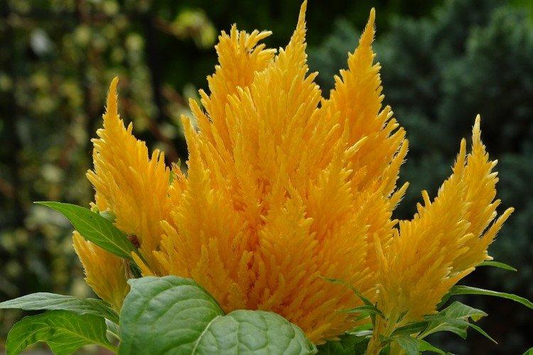 Celosia - foto