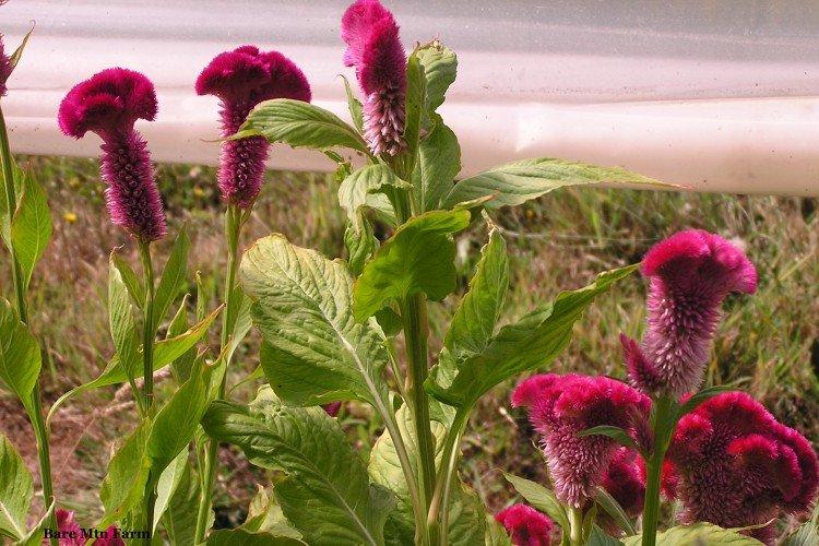 Celosia - foto