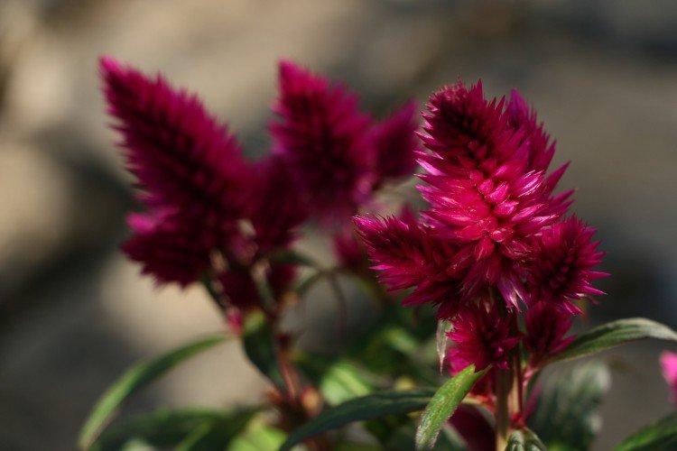 Celosia - foto