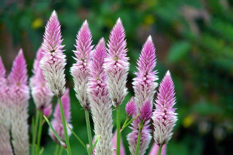 Celosia - foto