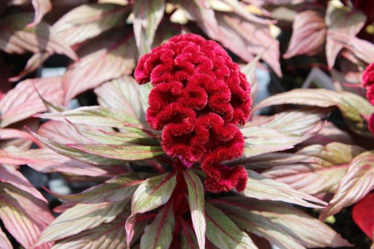 Celosia - foto