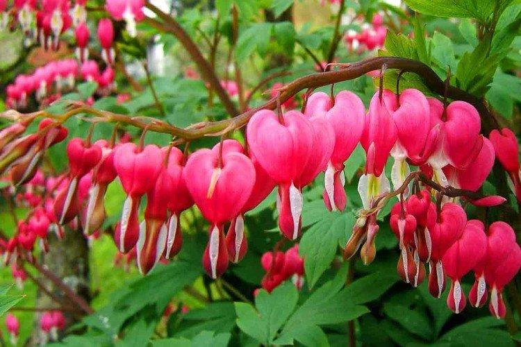Spectabilis
