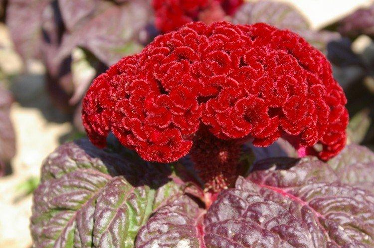 Celosia