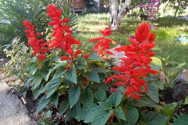 Salvia