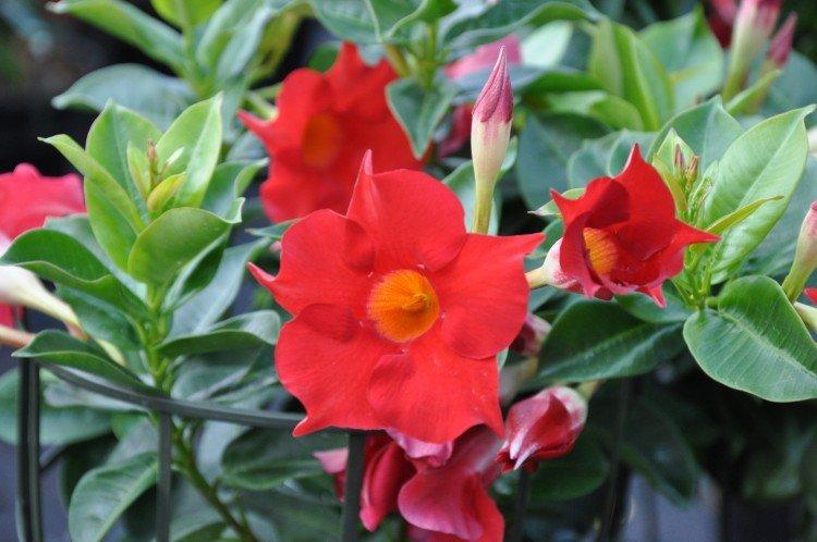 Dipladenia