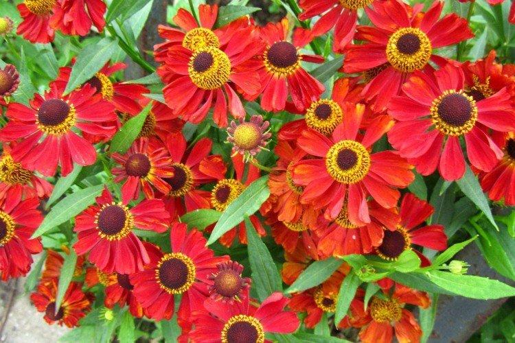 Helenium