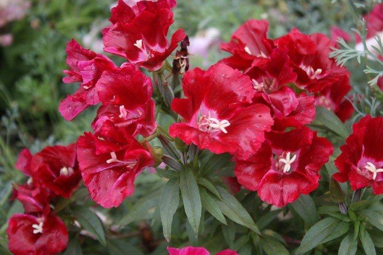 Godetia