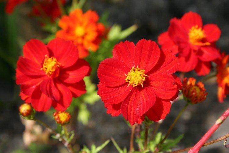 Cosmea