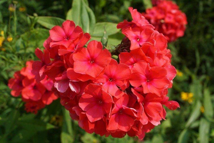 Phlox