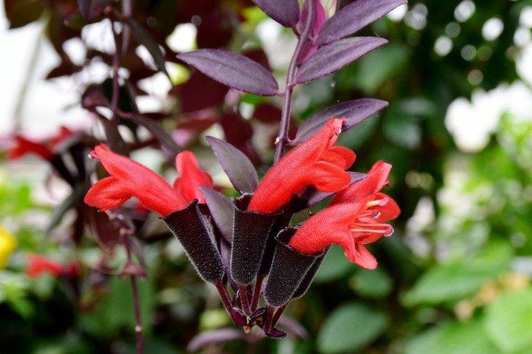 Columnea