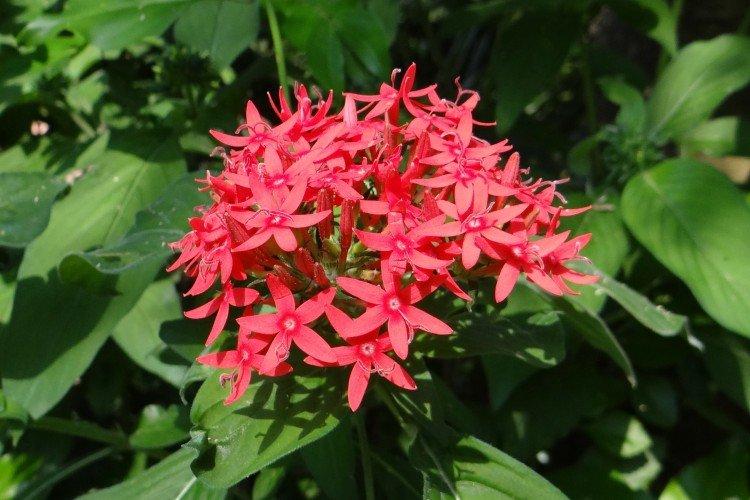 Pentas
