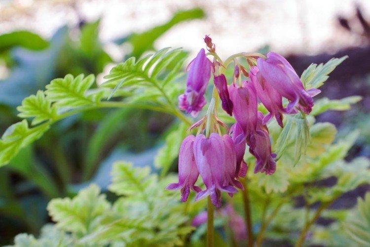 Krásná dicentra