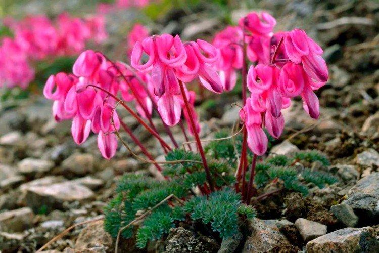 Dicentra trampská